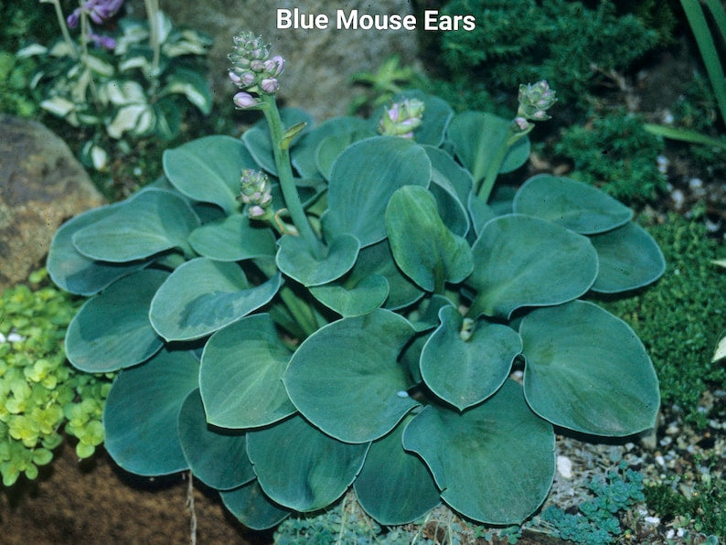 Miniature Hosta Starter Plant - Blue Mouse Ears - Hosta 'Blue Mouse Ears' - Ideal for Shade Gardens and Container Planting