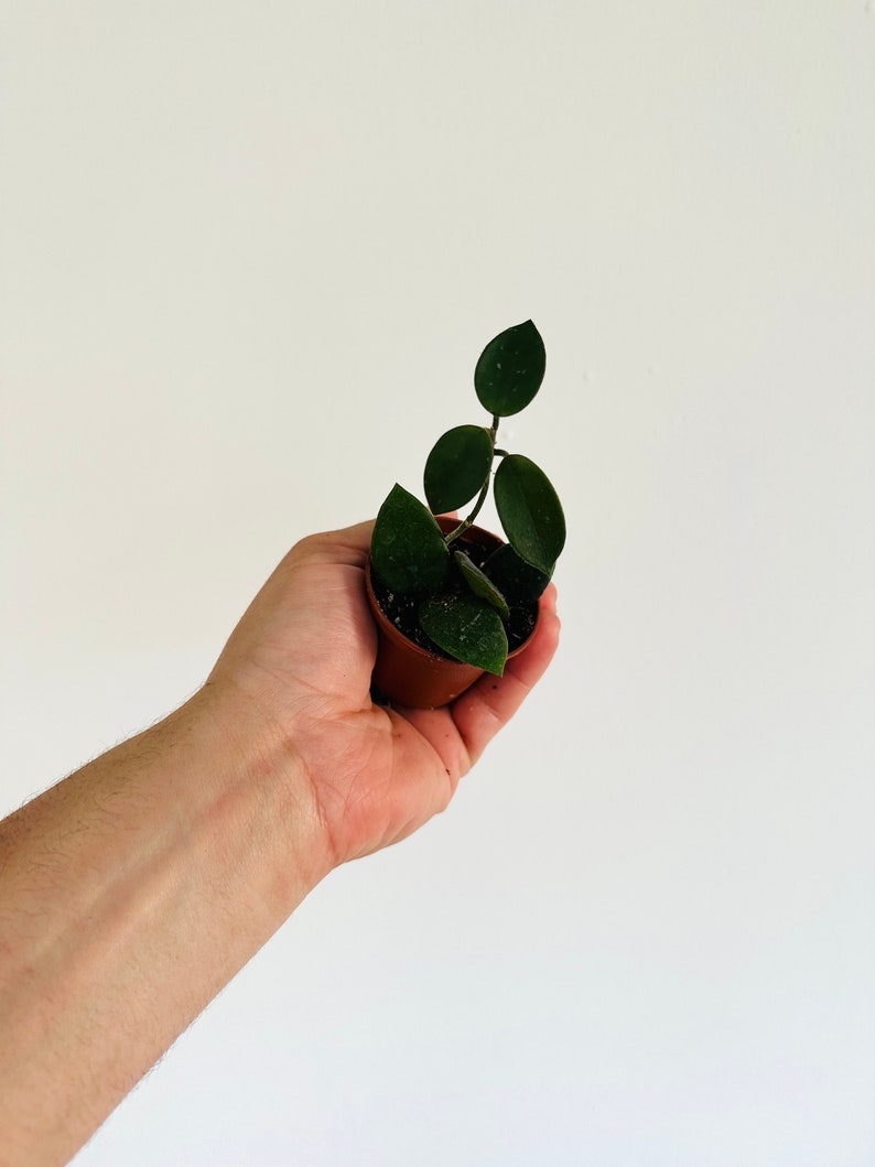 Hoya cv. Chouke - 2” Pot - Fuzzy Leaf Hoya - Low Maintenance Houseplant - Perfect for Trailing - Indoor Plant