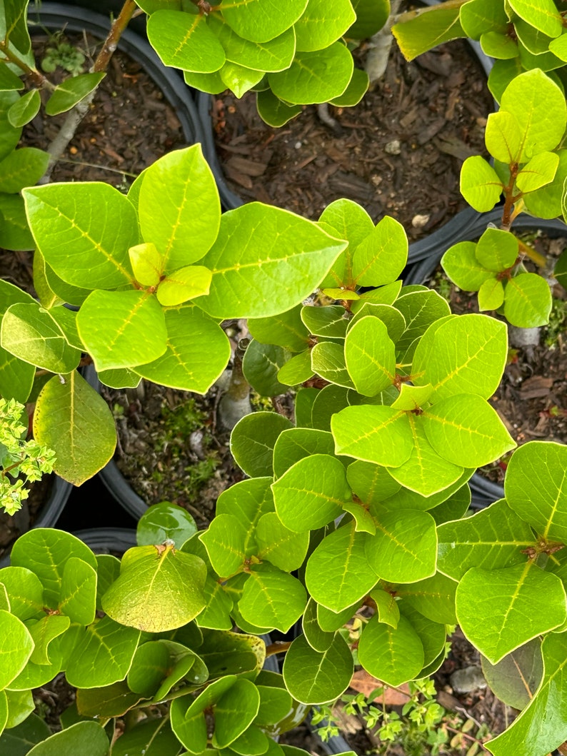 Laurel Plant in 1 Gallon Pot - Fragrant Evergreen ‘Saratoga’ (Laurus nobilis) - Glossy Dark Green Foliage for Culinary Use