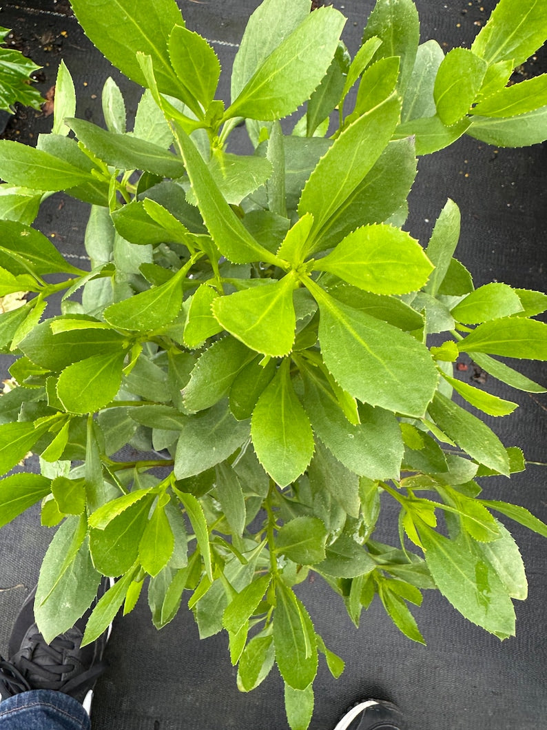 Scaevola Plant 1 Gallon Fandango Blue Bright Blue Flowers Scaevola aemula Low Maintenance Garden Plant for Sun & Shade