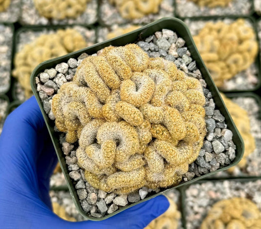 Brain Cactus 4" Pot | Mammillaria elongata 'Cristata' | Unique Crested Cactus with Brain-like Appearance