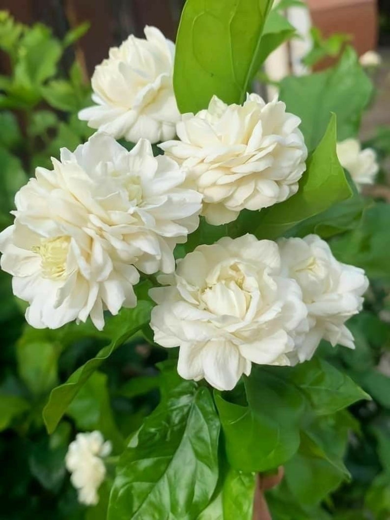Grand Duke Jasmine Plant 2ft+ | Jasminum sambac | Fragrant Flowering Indoor/Outdoor Plant