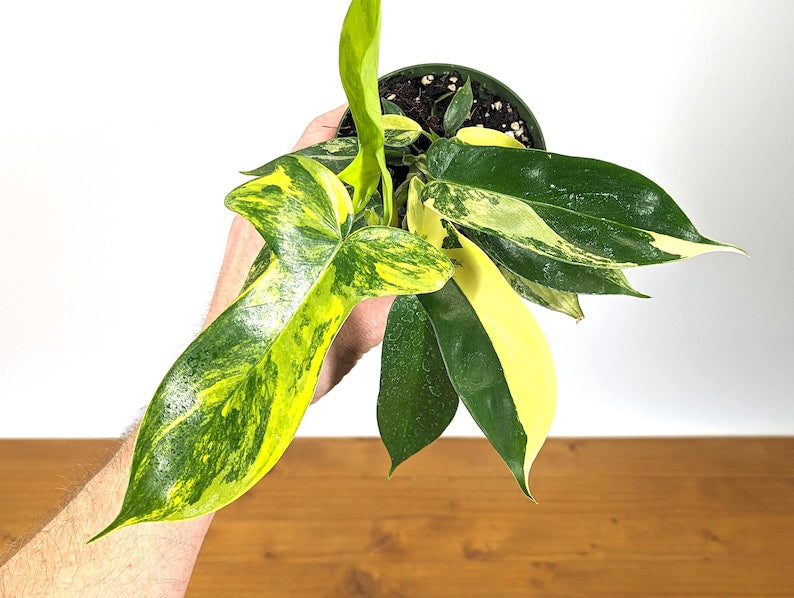 Variegated Philodendron Florida Beauty 4 Inch Pot - Tropical Houseplant - Philodendron selloum
