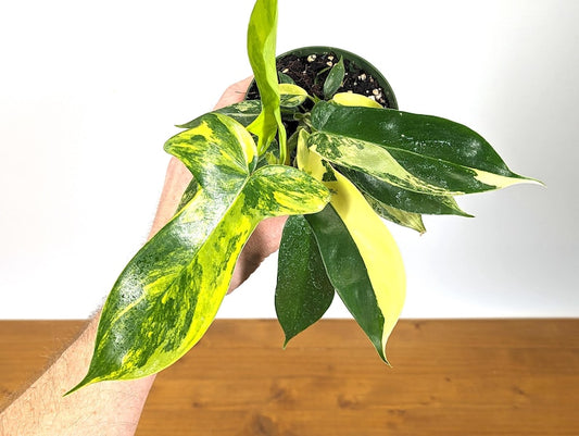 Variegated Philodendron Florida Beauty 4 Inch Pot - Tropical Houseplant - Philodendron selloum