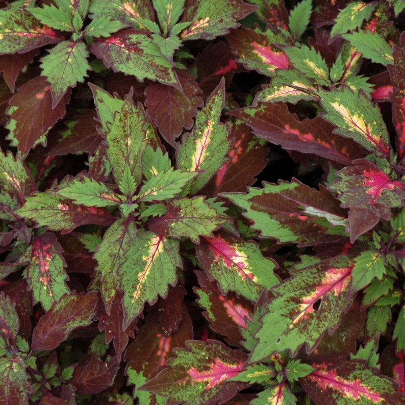 Coleus Live Starter Plant, 3-5" Variegated Foliage, Rare Colorful Gift, Solenostemon scutellarioides, Indoor/Outdoor Care