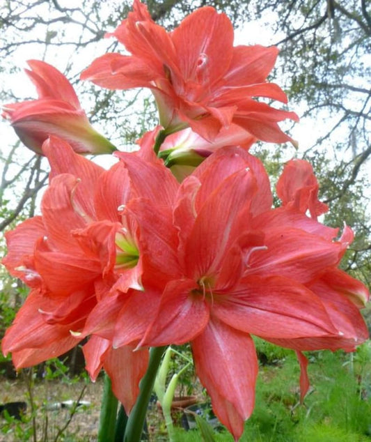 Amaryllis Bulb 22/24 cm 'Ballerina' Soft Pink & White Double Blooms (Hippeastrum) | Fall Preorder 2025 | Blue Buddha Farm