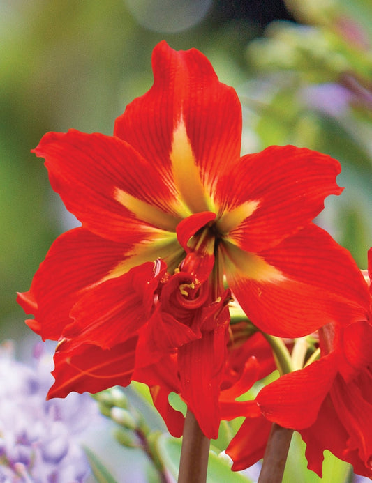 Amaryllis Bulb 20/22 cm Samburu Red & Yellow Indoor Blooms Hippeastrum Fall Preorder 2025 - Vibrant Sonatini Flower