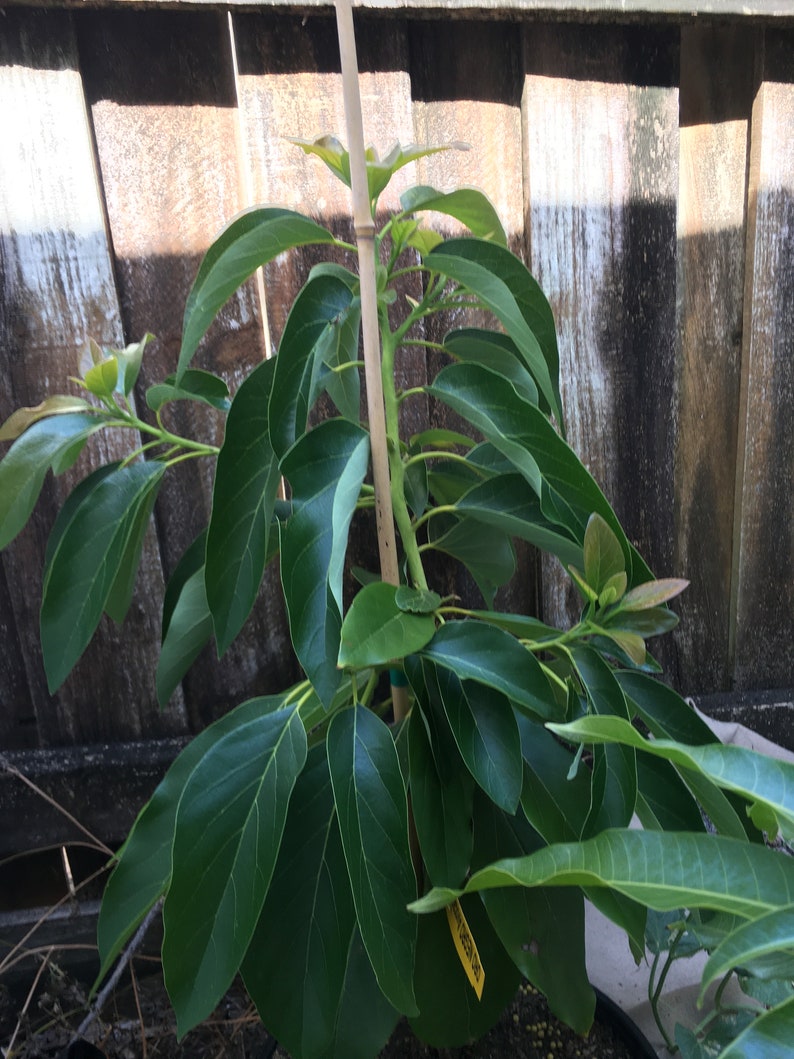 Grafted Oro Negro Avocado Tree - Ready to Transplant - Persea americana - 2ft Tall
