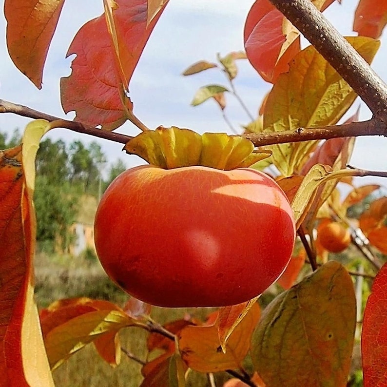 Fuyu Persimmons Tree 4ft - Best Tasting Persimmons - Diospyros Kaki