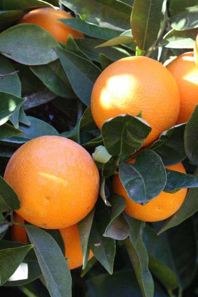 Hamlin Orange Tree Grafted 3-4 Feet Tall Citrus sinensis