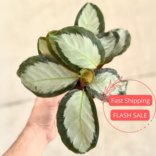 Calathea Picturata Corona Starter Plant | Rooted Indoor Houseplant | Pet Safe | Rare Calathea Prayer Plant | 3" Pot