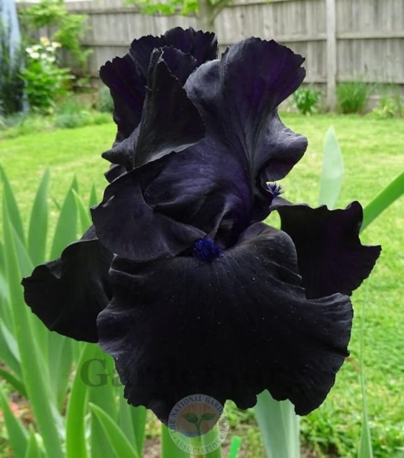 Bearded Iris Bulb - Black Suited - Deep Purple-Black Blooms - Fragrant - Bare Root - Iris germanica - Fall Preorder 2025