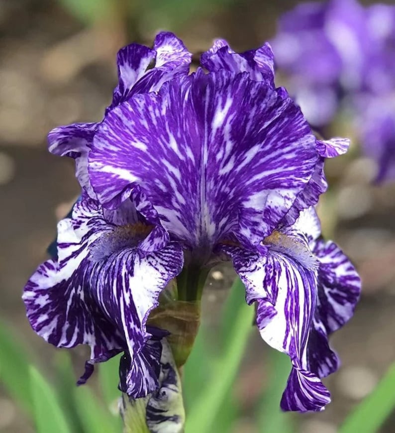 Tall Bearded Iris Bulb - Blueberry Frilly - Violet-Purple with Silver-White Streaks - Iris germanica - Preorder Fall 2025