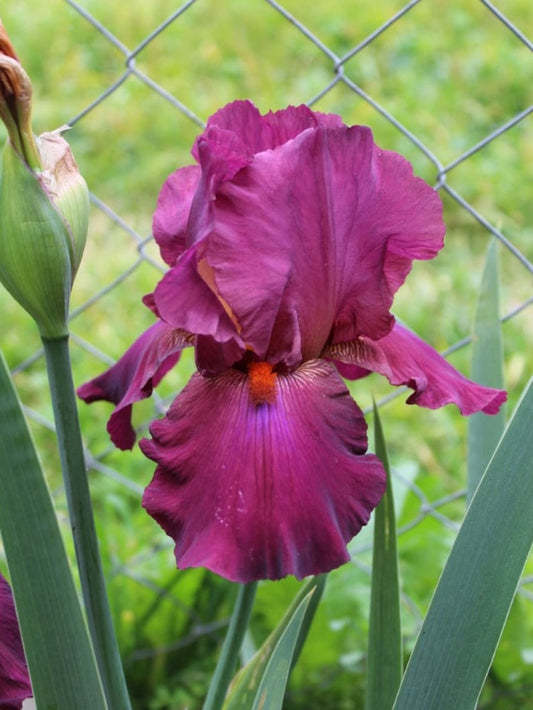 Bearded Iris Bulb - Garnet Rose Blooms - Fragrant Heirloom - Iris germanica 'Lady Friend' - Fall Preorder 2025 - Blue Buddha Farm