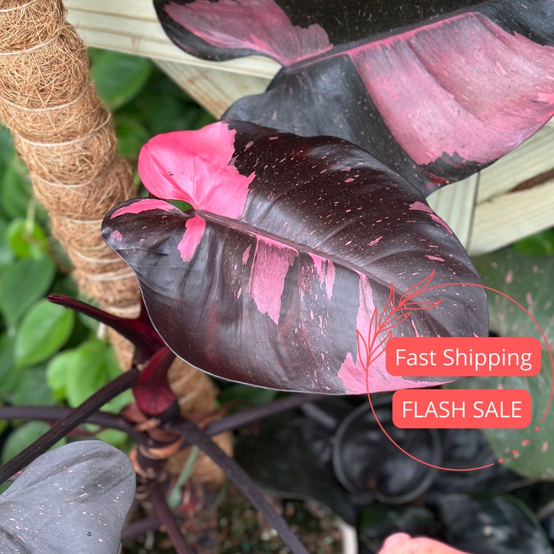 Philodendron Pink Princess 2" Variegated Starter Plant | Black Cherry Marble | Rare Indoor Houseplant | Philodendron spp.
