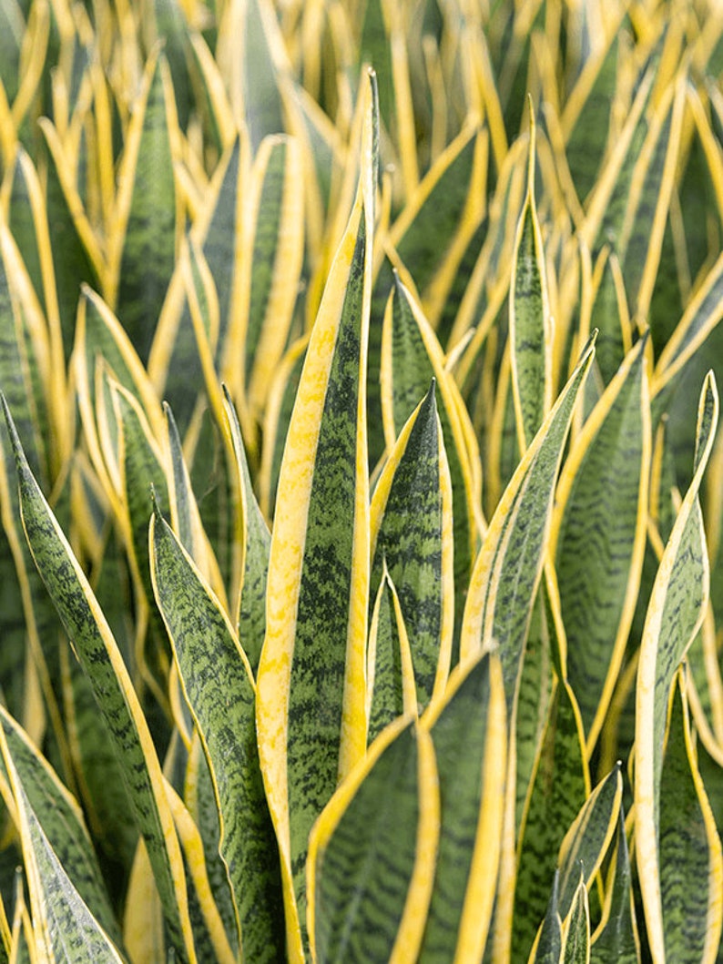 Sansevieria Laurentii Live Plant - Snake Plant - Mother in Law's Tongue - Bowstring Hemp - Indoor Outdoor Houseplant