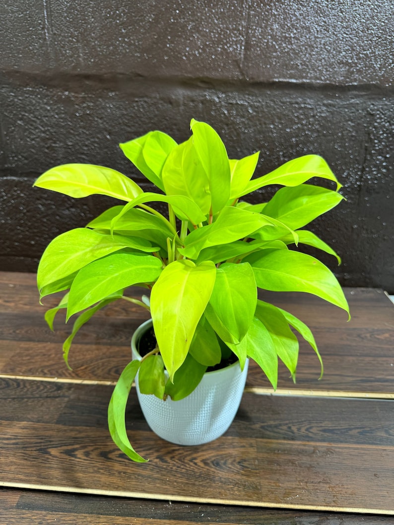 Lemon Lime Philodendron Plant in 6" Pot - Philodendron hederaceum 'Lemon Lime' - Vibrant Lime Green Indoor Foliage