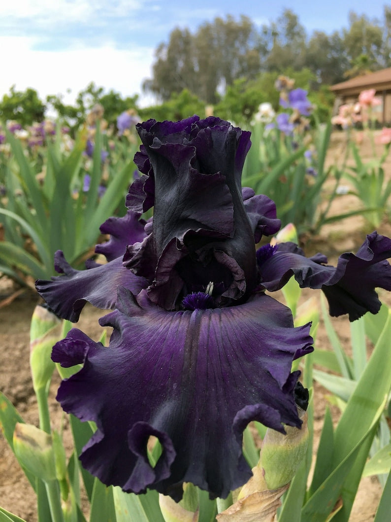 Bearded Iris Bulb - Preorder Fall 2025 - Dark Purple-Black Blooms - Fragrant - Iris germanica 'All Night Long'