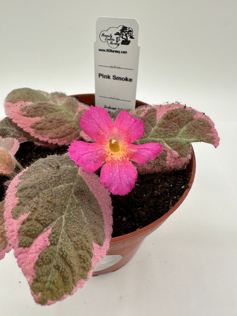 Live Episcia Plant - 4" Pink Smoke - Episcia cupreata - Indoor Blooming Houseplant, Low Light & Humidity Requirements