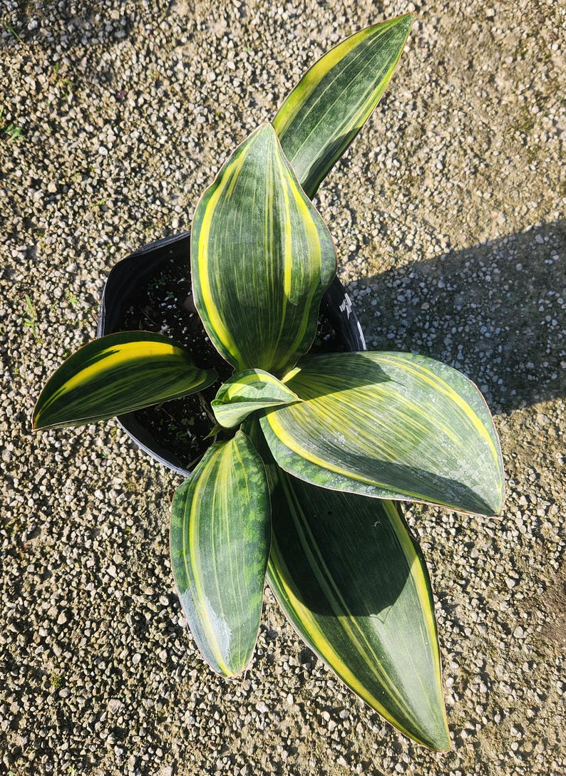 Variegated Sansevieria Masoniana - Whale Fin Snake Plant - Live Houseplant - Easy Care Indoor Plant - Mother-in-Law's Tongue