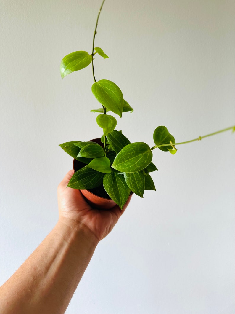 Hoya Fitchii Live Plant in 3" or 4" Pot - Vining Veiny Hoya with Bright Green Leaves - Rare Houseplant for Collectors