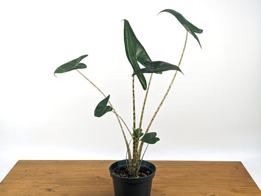 Alocasia Zebrina Plant in 4" or 6" Pot - Tropical Exotic Houseplant - Alocasia zebrina
