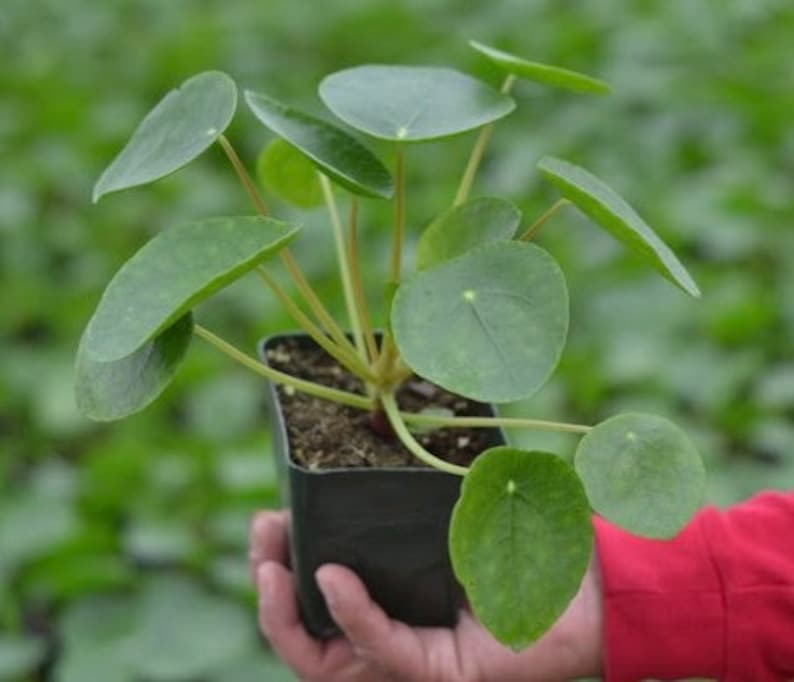 Chinese Money Plant | 4" Live Houseplant | Pilea Peperomioides | Round Leaves | Easy Care Indoor Plant