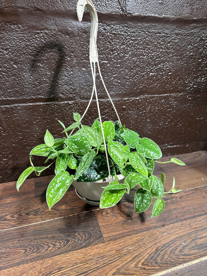 Silver Pothos 3" Nursery Pot - Silver Satin Pothos Live Houseplant - Scindapsus pictus 'Argyraeus' - Low Light Indoor Plant