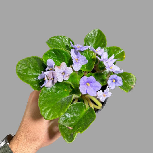 African Violet Live Plant - Pink Rosette - Mini Indoor Gift Plant - Saintpaulia - US Seller - Blooming Houseplant