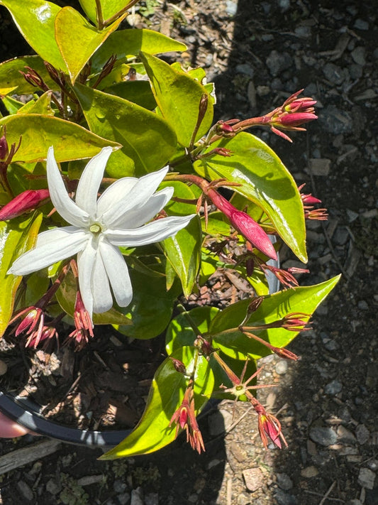 Angel Wing Jasmine Plant - 1 Gallon Pot - Jasminum nitidum - Fragrant White Flowers, Lush Green Foliage, Indoor/Outdoor Decoration