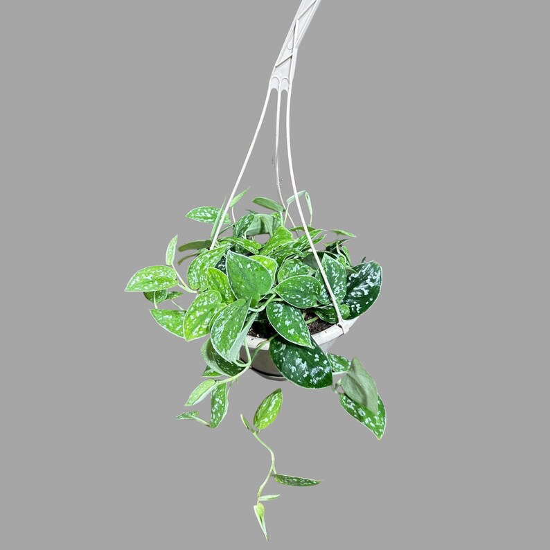 Silver Satin Pothos Plant in 3" Pot - Scindapsus pictus 'Argyraeus' - Low Light Indoor Houseplant with Silvery Foliage