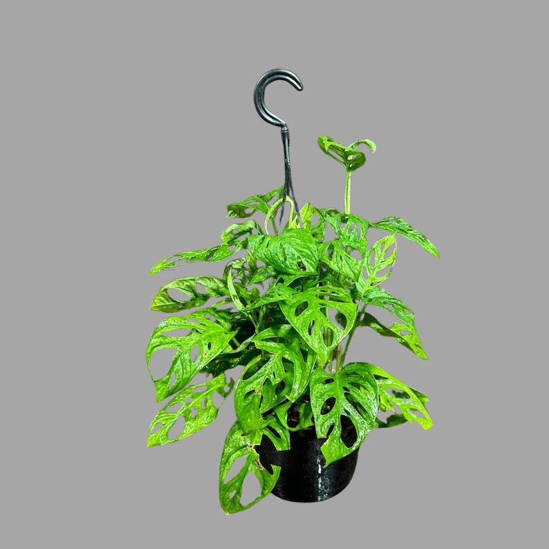 Swiss Cheese Plant in Hanging Basket | Indoor Vining Houseplant | Monstera adansonii | Low Light Air Purifier Plant