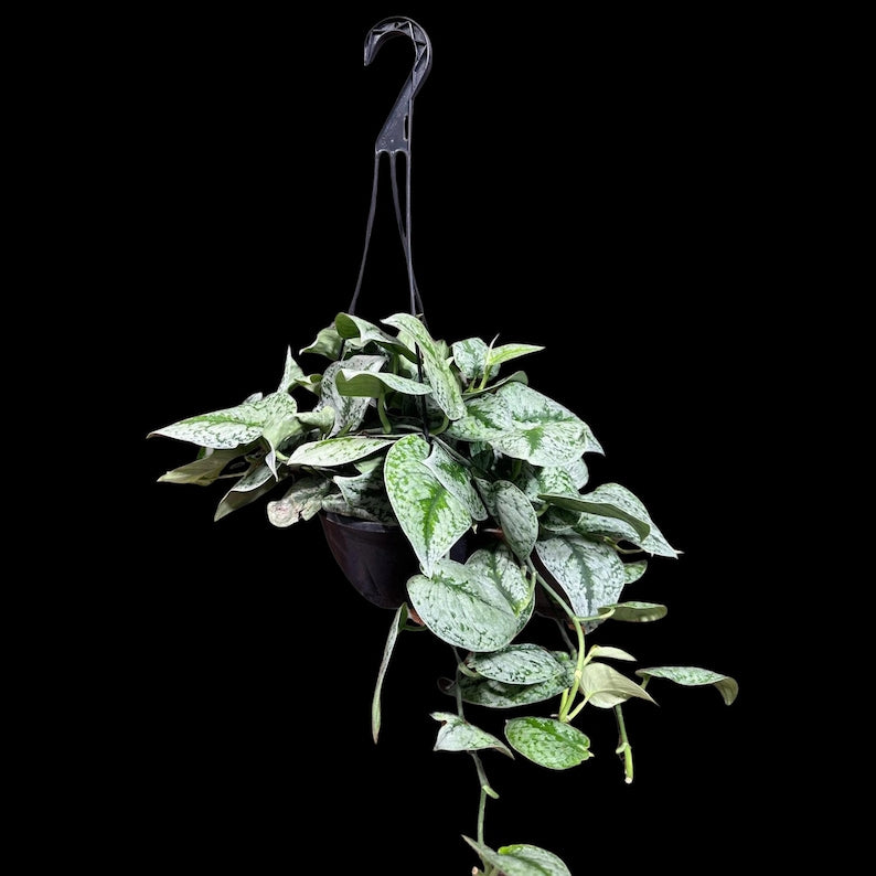 Scindapsus Silver Exotica Plant in Hanging Basket - Rare Indoor Vining Houseplant - Easy Care Low Light - Scindapsus