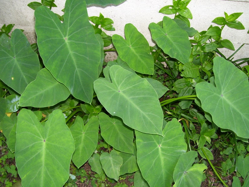 Running Elephant Ear Plants - 3 Pack Colocasia EASY Tropical Perennial - Hardy, Low Maintenance, Moist Soil, Shade Tolerant