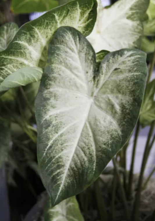 Caladium Bulbs (2 Pack) - Aaron Variety - Heart-Shaped Leaves - Easy to Grow Indoor/Outdoor - Colocasia Esculenta