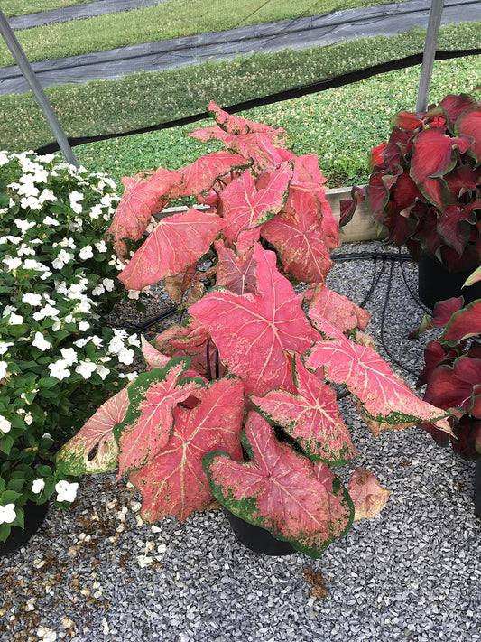 Ballet Slippers Caladium Bulbs (2 Count) - Pink Fancy Leaf Plant - Caladium bicolor - Easy Indoor/Outdoor Perennial Gardening