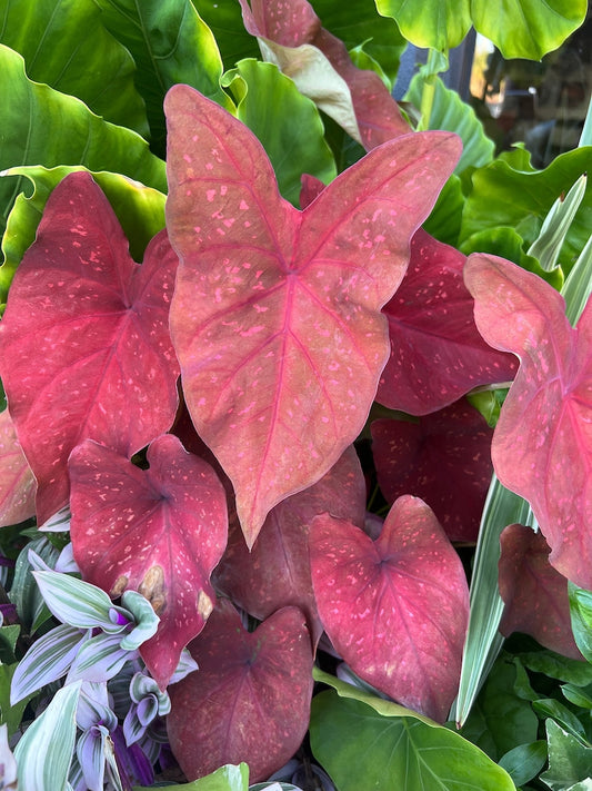 Burning Heart Caladium Bulbs (2 Pack) - Bronze Fancy Leaf with Pink & Orange Spots - Caladium bicolor
