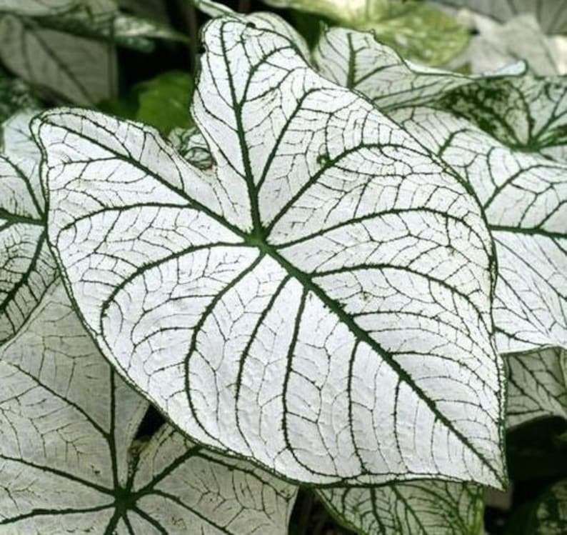 Caladium Bulbs (2) - Candidum Variety with Heart-Shaped White Leaves - Easy to Grow Indoor/Outdoor Perennial Plant