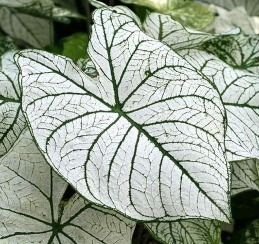 Caladium Bulbs (2) - Candidum Variety with Heart-Shaped White Leaves - Easy to Grow Indoor/Outdoor Perennial Plant