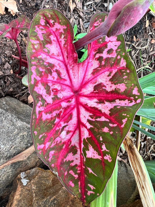 Caladium Bulbs (2) - Carolyn Wharton Variety - Heart-Shaped Leaves with Pink Spots and Red Veins - Easy Indoor/Outdoor Plant