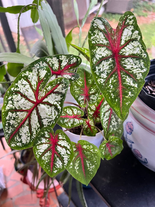 Caladium Bulbs (2) - Carousel Variety - Large White/Green Leaves with Crimson Veins - Easy to Grow Indoor/Outdoor Perennial