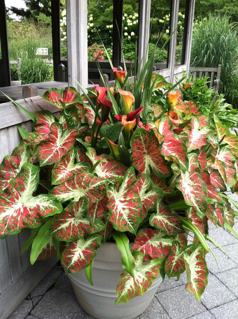 Dawn to Dusk Caladium Bulbs (2) - Metallic Green, Red, and White Leaves - Caladium bicolor - Preorder for Spring 2025
