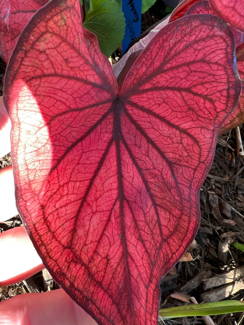 Desert Sunset Caladium Bulbs (2) - Salmon & Crimson Leaves - Easy to Grow Indoor/Outdoor Perennial - Caladium bicolor