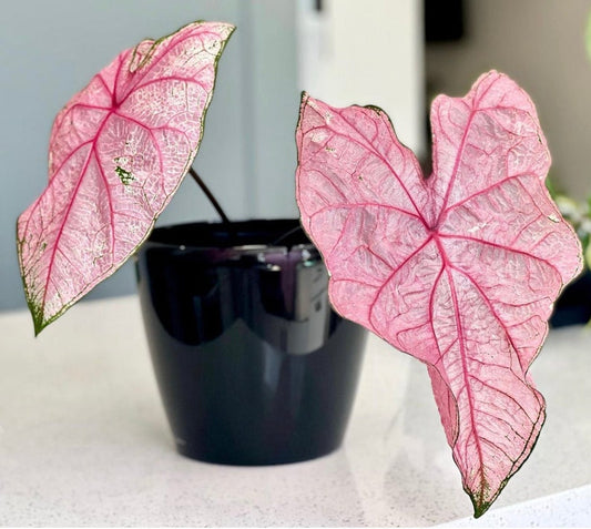 Caladium Bulbs (2 Pack) - Fannie Munson Variety - Pink Green Leaves - Easy Grow Perennial Plant - Ideal for Indoor/Outdoor Use