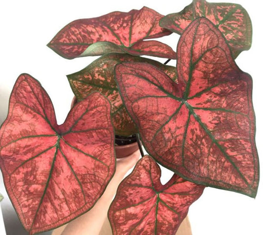 Caladium Bulbs (2 Pack) - Festivia Variety, Rose Red Leaves - Easy to Grow Perennial Plant - Perfect for Indoor/Outdoor Use