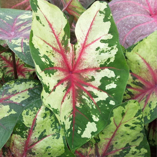 Caladium Bulbs (2 Pack) - Flatter Me Variety with Mottled Green Leaves & Crimson Veins - Easy Indoor/Outdoor Perennial Plant