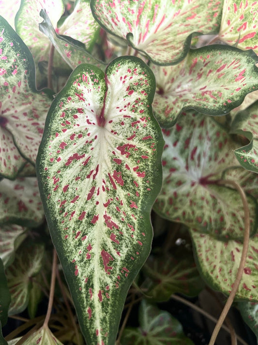 Caladium Bulbs (2 Pack) - Gingerland Variety - Large White Leaves with Red Spots - Easy to Grow Indoor/Outdoor - Caladium bicolor