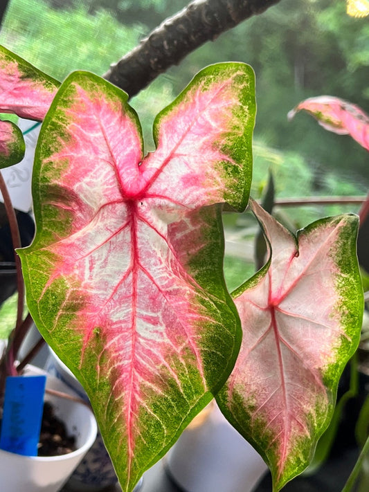 Caladium Bulbs (2 Pack) - Kathleen Variety, Salmon Pink Leaves, Easy to Grow Indoor/Outdoor - Caladium bicolor
