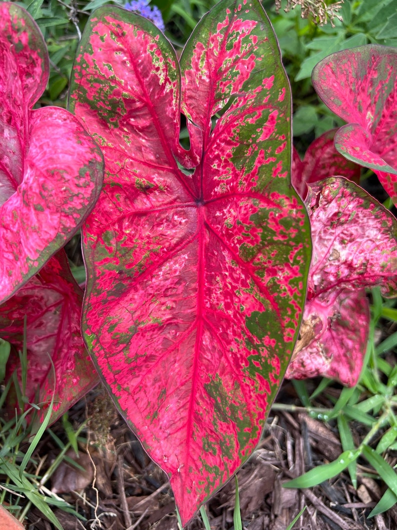 Lava Glow Caladium Bulbs (2) - Red Variegated Foliage - Easy to Grow Indoor/Outdoor Perennial - Caladium bicolor