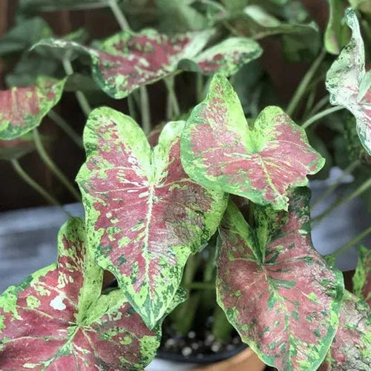 Caladium Bulbs (2 Pack) - Mesmerized Variety, Reddish Orange Leaves, Easy to Grow Indoor/Outdoor - Caladium bicolor